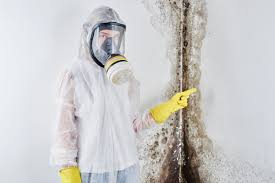 Best Mold Remediation for Rental Properties  in St David, AZ